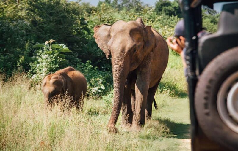 From Galle: Udawalawe National Park Elephant Safari - Final Thoughts