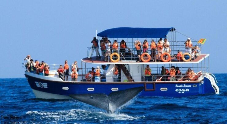 From Galle/Unawatuna: Whales & Dolphin Magic: Ocean Odyssey - Ocean Odyssey Experience Overview
