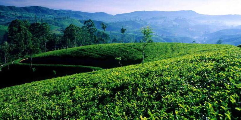 From Galle/Weligama/Mirissa: Day Trip to Experience Ella - Good To Know