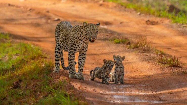 From Galle/Weligama/Mirissa : Yala Safari & Bird Park Tour - Experience Highlights