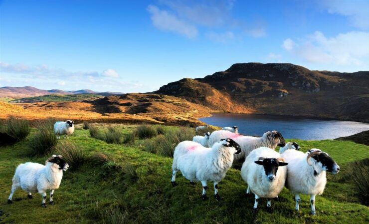 From Galway: Castles of Connemara Full-Day Tour - Tour Highlights and Experiences