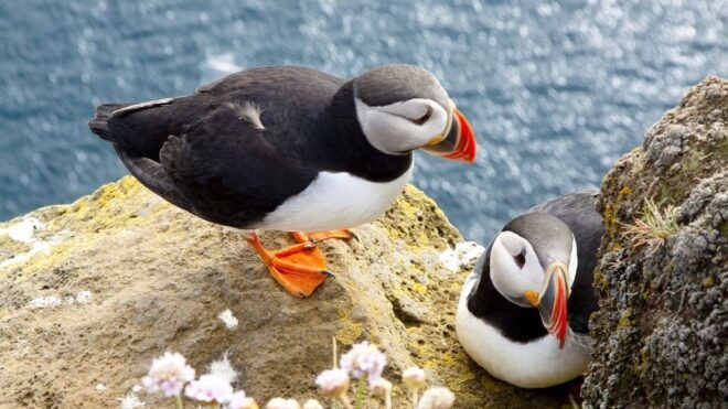 From Galway: Cliffs of Moher and The Burren Full Day Tour - Pricing and Availability