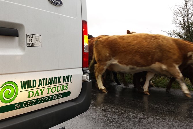 From Galway: Cliffs of Moher Explorer Tour - 5 Hour Stop at the Cliffs of Moher - The Sum Up