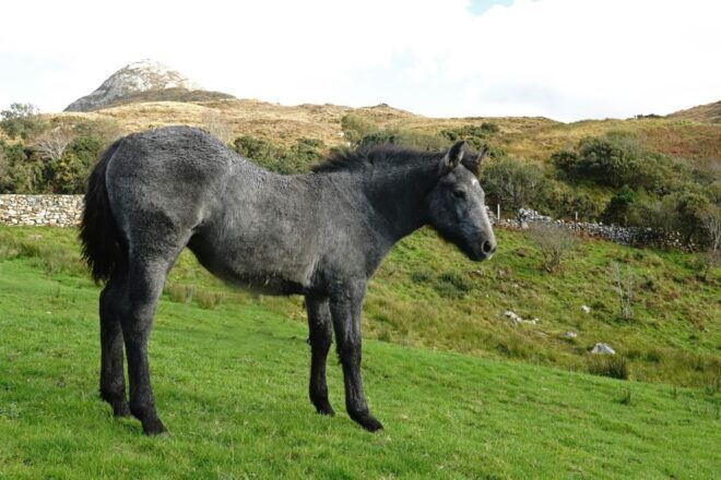 From Galway: Connemara National Park Full Day Tour - Customer Reviews