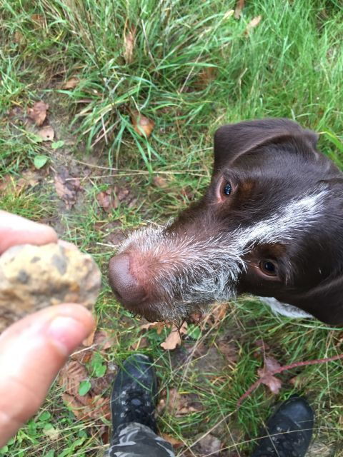 From Gavi: Piedmont Truffle Hunting Experience With Tasting - Experience Details