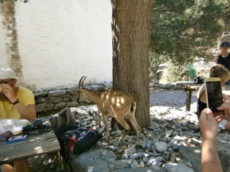 From Georgioupolis: Roundtrip Transfer to Samaria Gorge - Experience Highlights