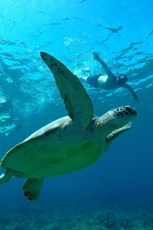 From Gili Air Private Snorkeling Tour 3 Gilis - Key Points