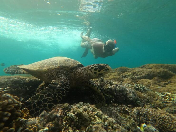 From Gili Air Private Snorkeling Tour 3 Gilis - Experience Highlights
