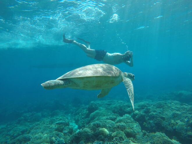 From Gili Air Private Snorkeling Tour 3 Gilis - Tips for a Great Experience