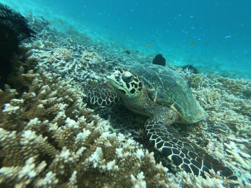 From Gili Air/Trawangan: Glass-Bottom Boat with Snorkeling - Good To Know