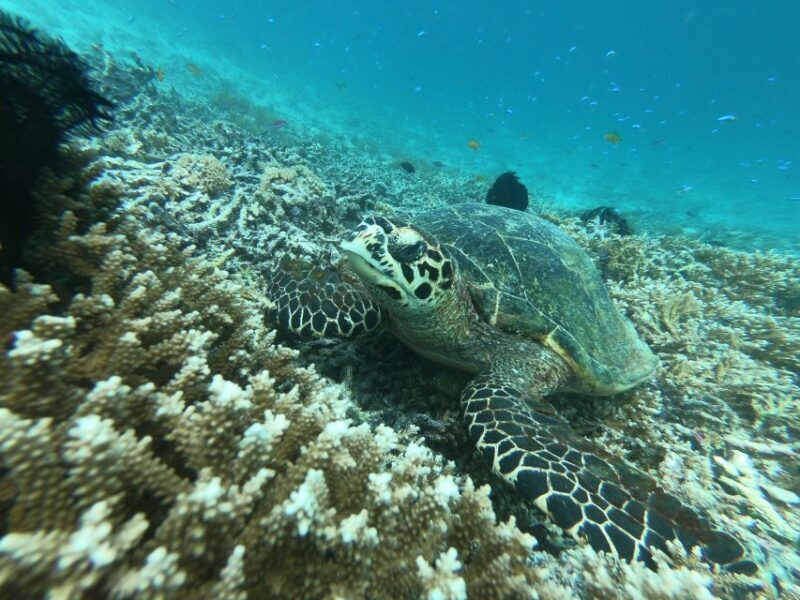 From Gili Air/Trawangan: Glass-Bottom Boat with Snorkeling - The Experience: Pros and Cons Based on Real Feedback