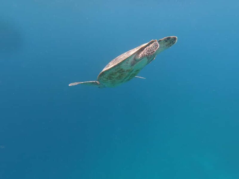 From Gili Air/Trawangan: Glass-Bottom Boat with Snorkeling - Value and Pricing Analysis