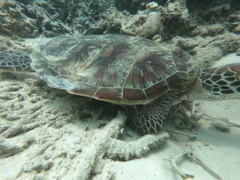 From Gili Air/Trawangan: Glass-Bottom Boat with Snorkeling - The Sum Up: Is This Tour Worth It?