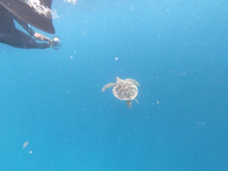 From Gili Air/Trawangan: Glass-Bottom Boat with Snorkeling - FAQs