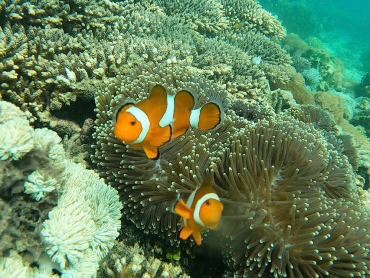 From Gili Trawangan: Private Snorkeling Include GoPro Camera - Tour Inclusions
