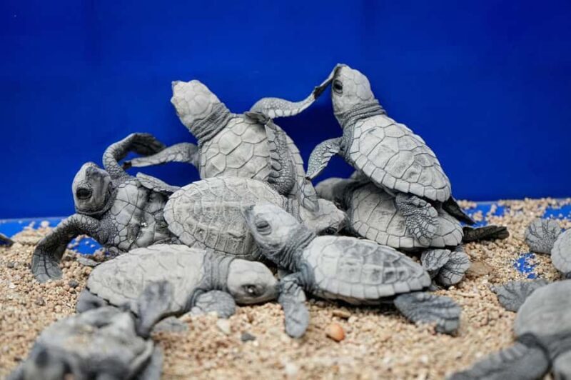 From Gili Trawangan: Small-Group Snorkeling Tour With Turtle - Practical Details and Tips