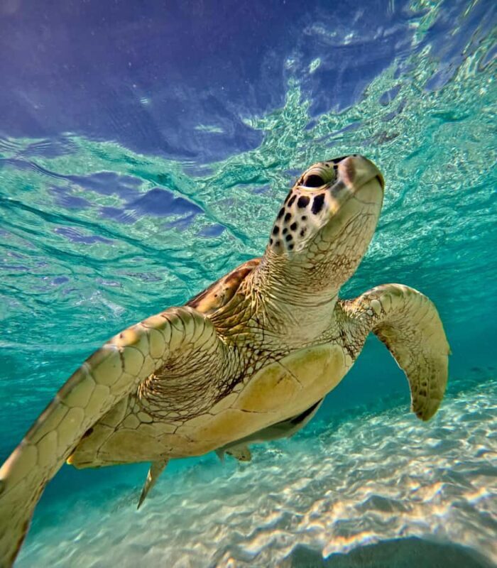 From Gili Trawangan: Small-Group Sunset Snorkeling Tour - Good To Know