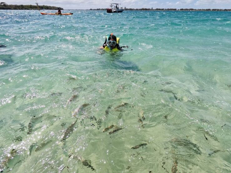 From Gold Coast: Kayaking & Snorkelling Tour With Breakfast - Booking Details