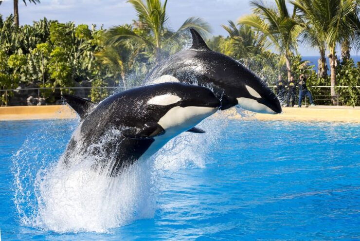 From Gran Canaria: Day Trip to Loro Parque Tenerife - Itinerary and Transportation