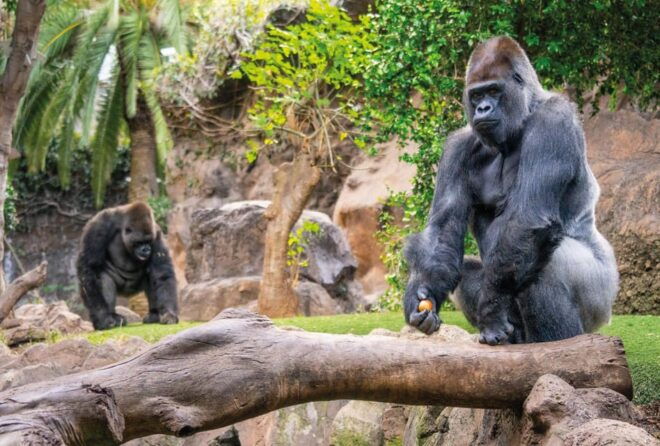 From Gran Canaria: Day Trip to Loro Parque Tenerife - Giant Tortoises and Gorillas