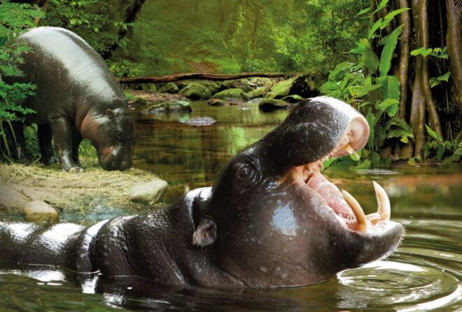 From Gran Canaria: Day Trip to Loro Parque Tenerife - Diverse Animal Exhibits