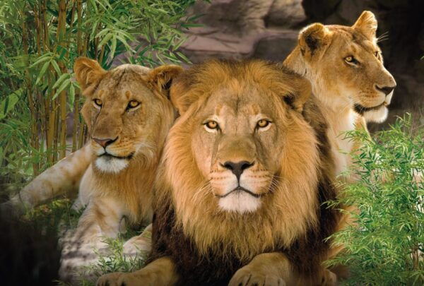From Gran Canaria: Day Trip to Loro Parque Tenerife - Participant Requirements