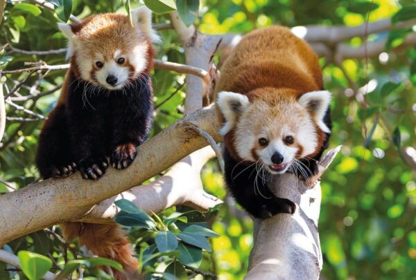 From Gran Canaria: Day Trip to Loro Parque Tenerife - Booking and Cancellation Policy