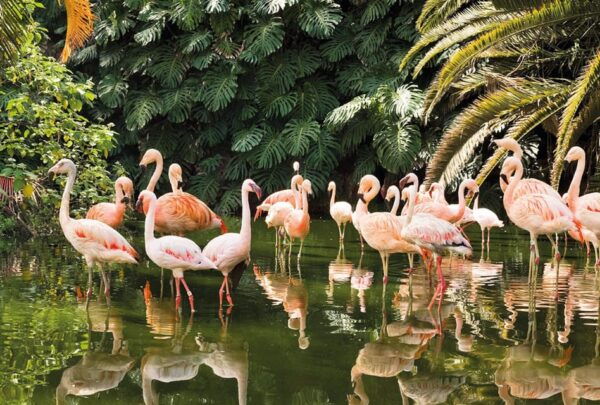 From Gran Canaria: Day Trip to Loro Parque Tenerife - Frequently Asked Questions