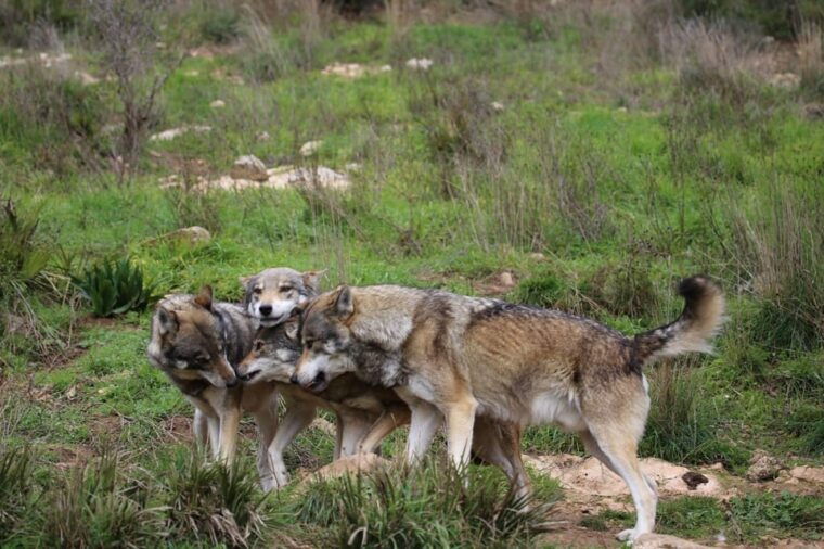 From Granada: Lobo Parque and Torcal De Antequera, Adventure Excursion - Exploring Lobo Parque De Antequera