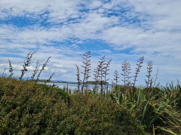 From Greymouth: Highlights West Coast Day Tour - Common Questions