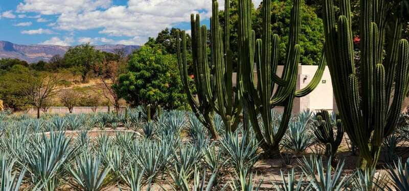 From Guadalajara to Tequila and Teuchitlan: Motorcycle Tour - FAQ