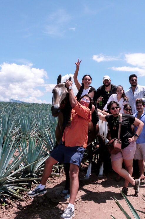 From Guadalajara: VIP Tequila Tour - Itinerary Highlights