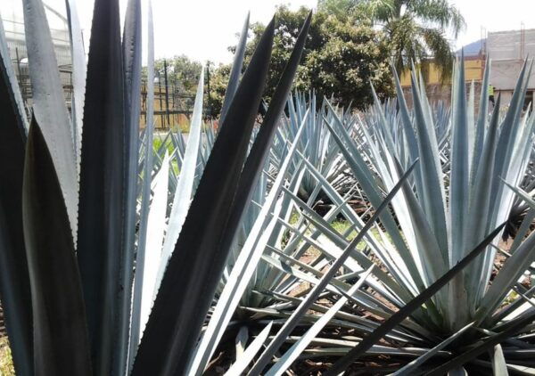 From Guadalajara: Visiting Hacienda Casa Herradura. Unique! - Tequila Production Insights