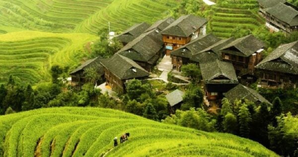 From Guilin: Longsheng Dragons Backbone Rice Terraces - Directions