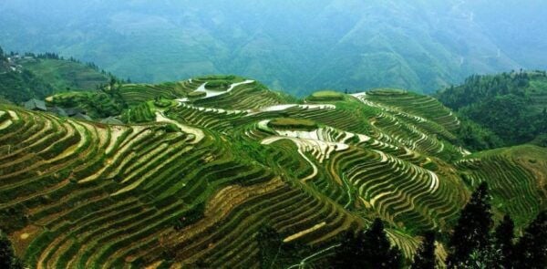 From Guilin: Longsheng Dragons Backbone Rice Terraces - Seasonal Variations