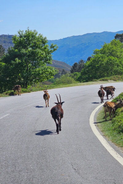 From Guimarães: Full-Day Tour in Gerês National Park - Historical Attractions