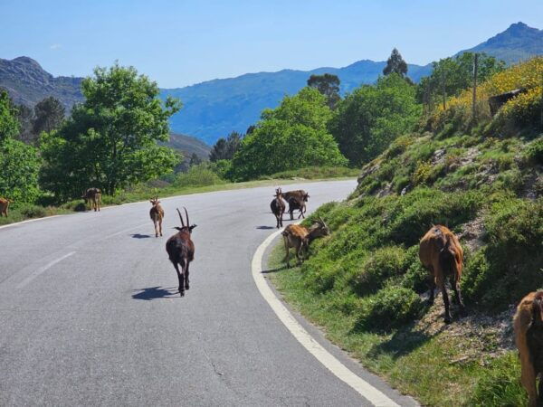 From Guimarães: Full-Day Tour in Gerês National Park - Frequently Asked Questions