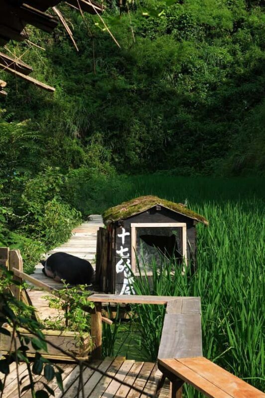 From Guiyang: Miao Village, Ceremony, Ciba Demo & Miao Lunch - The Sum Up