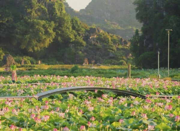 From Ha Noi: Explore Ninh Binh, Cuc Phuong For 2 Days - Accommodation and Meals