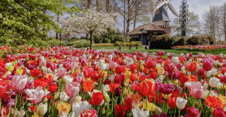 From Haarlem Central: Keukenhof Entry Incl. Public Bus - Experience Highlights