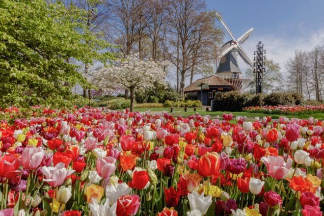From Haarlem Central: Keukenhof Entry Incl. Public Bus - Additional Features