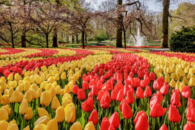 From Haarlem Central: Keukenhof Entry Incl. Public Bus - Customer Reviews