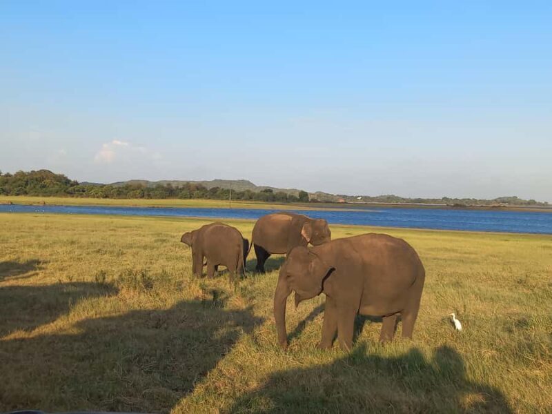 From Habarana: Minneriya National Park 4x4 Jeep Safari - Good To Know