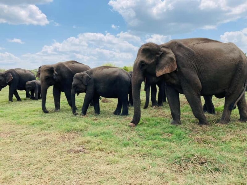 From Habarana: Minneriya National Park 4x4 Jeep Safari - The Journey Begins with Comfort and Convenience