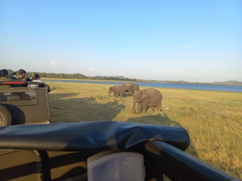 From Habarana: Minneriya National Park 4x4 Jeep Safari - What to Expect During the Safari