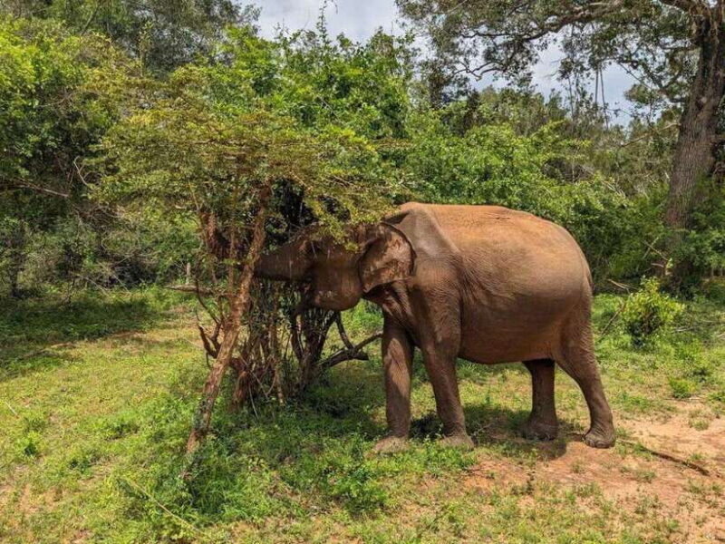 From Hambantota Harbor: Bundala National Park Safari-Private - An In-Depth Look at the Safari Experience