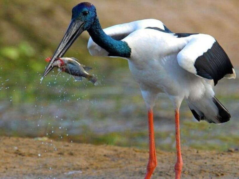 From Hambantota Harbor: Bundala National Park Safari-Private - Authentic Review Highlights from Travelers