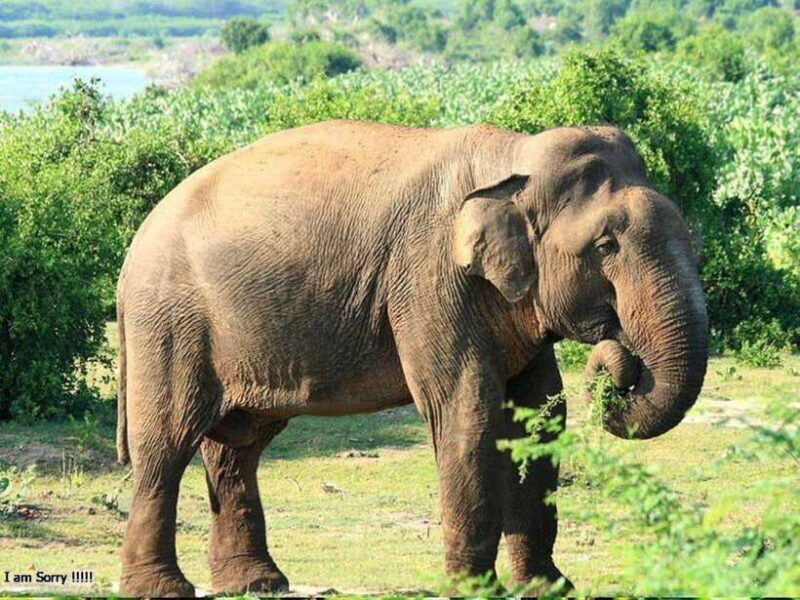 From Hambantota Harbor: Bundala National Park Safari-Private - The Sum Up