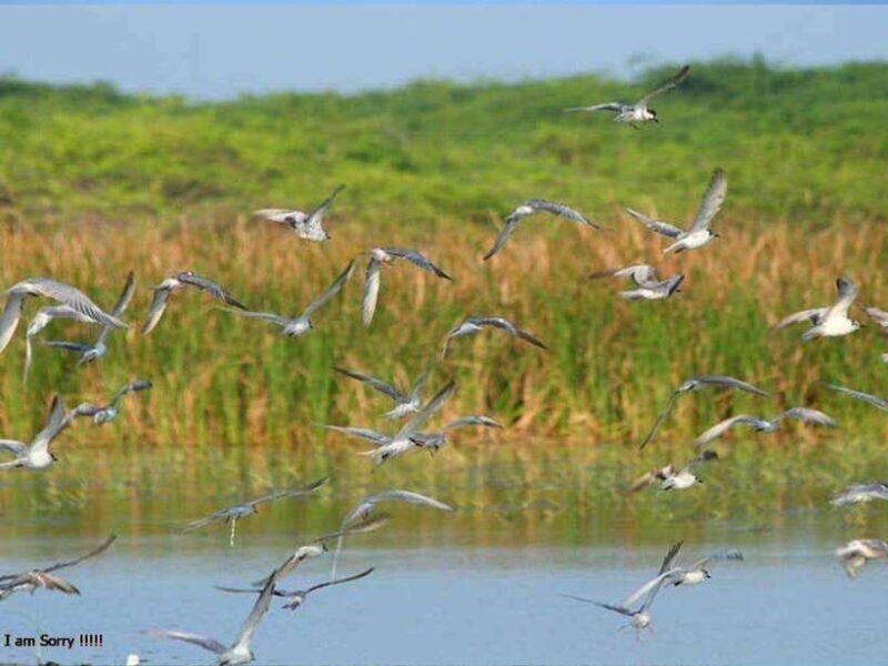 From Hambantota Harbor: Bundala National Park Safari-Private - FAQ