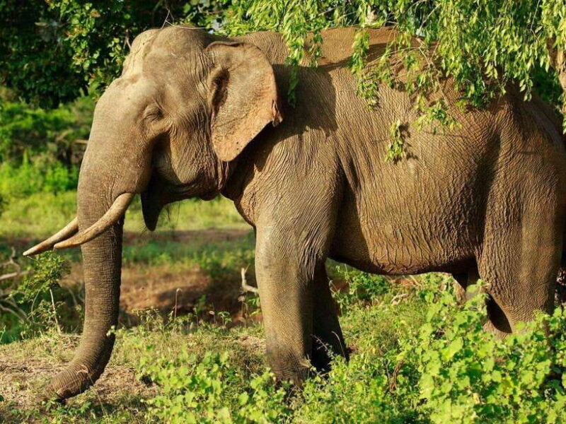 From Hambantota Harbor: Bundala National Park Safari-Private - Good To Know